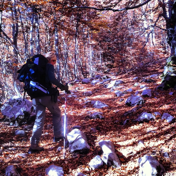A travers les hêtraies colorées, Parc National des Abruzzes - Italie