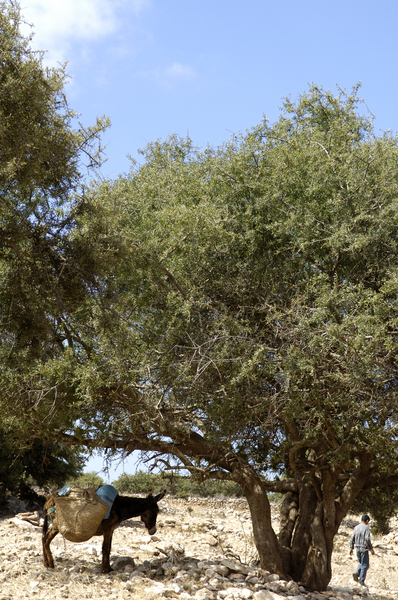 Âne à l'ombre d'un arganier, Coopérative Ajddigue, commune de Tidzi, Maroc