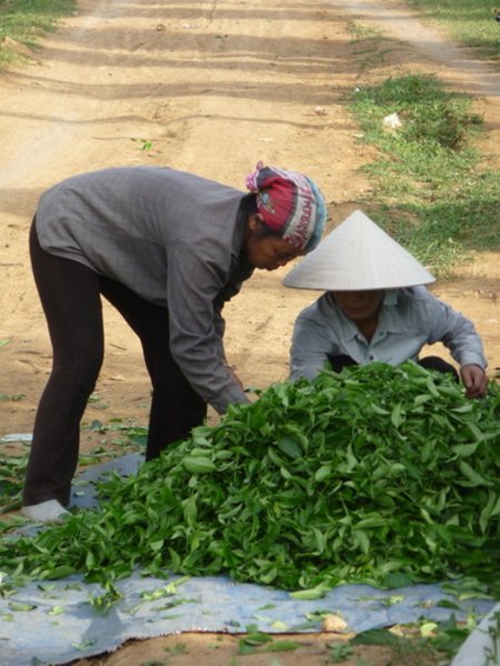 Aux confins chinois du Nam Viet