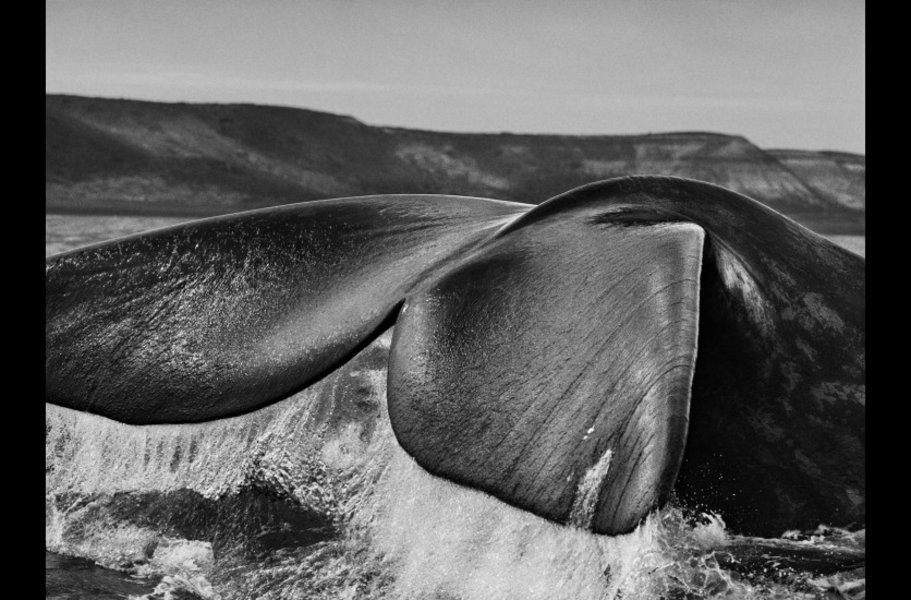 Aux confins du sud les baleines franches australes (Eubalaena australis) attirées par la péninsule valdés et l’abri de ses deux golfes, le golfe San José et le golfe Nuevo, nagent souvent la nageoire caudale dressée hors de l’eau. Péninsule Valdés, Argentine, 2004