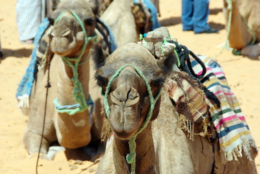 Avec les nomades tunisiens à la porte du Sahara