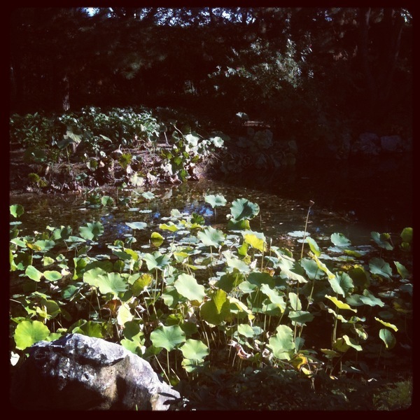 Bassin