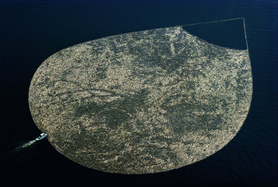 Billes de bois traversant un lac, Canada. Les capacités de flottaison du bois sont connues depuis longtemps et ont facilité son transport à moindre coût sur de nombreuses voies fluviales du monde.