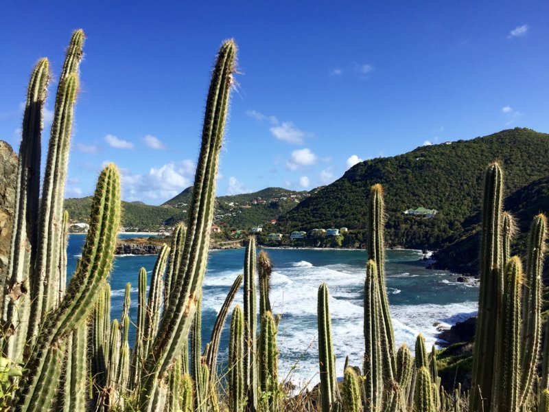 Cactus géants sur le sentier menant à l'anse de Colombier - Saint-Barthelémy