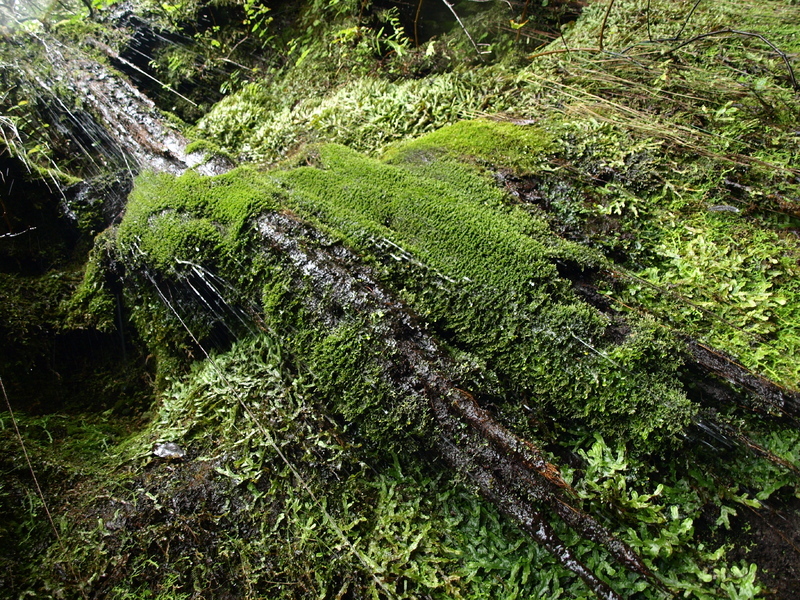 Cascade s'écoulant sur un mur de mousse