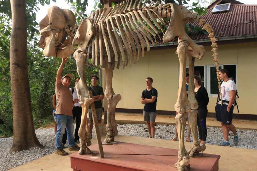Centre de Conservation des Éléphants de Sayaboury au Laos