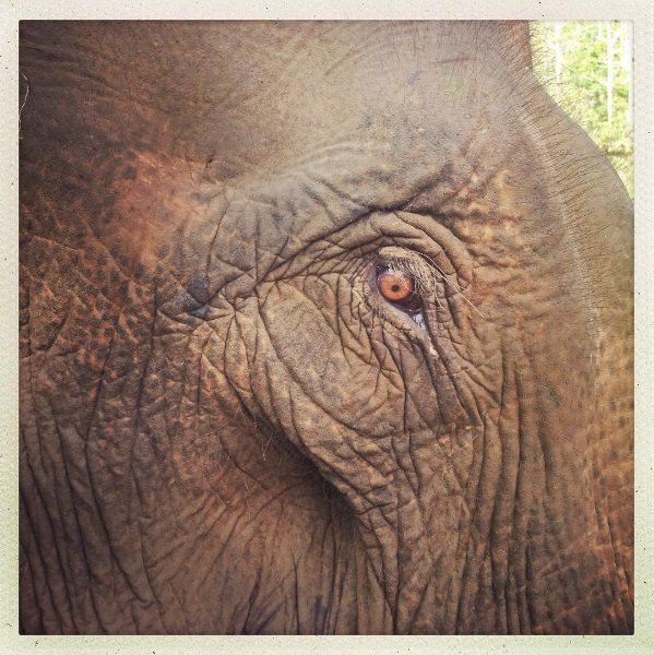 Centre de Conservation des Éléphants de Sayaboury au Laos