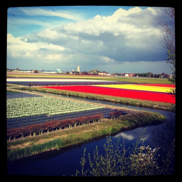 Champs de jacinthes et de tulipes, Parc du Keukenhof - Lisse, Pays-Bas