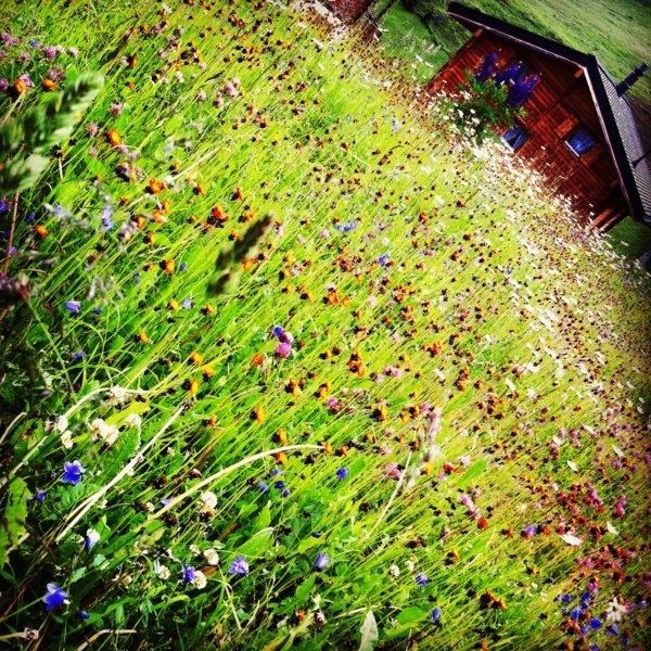 Charme d'un carré de jardin de montagne en vrac - Riederalp, Suisse