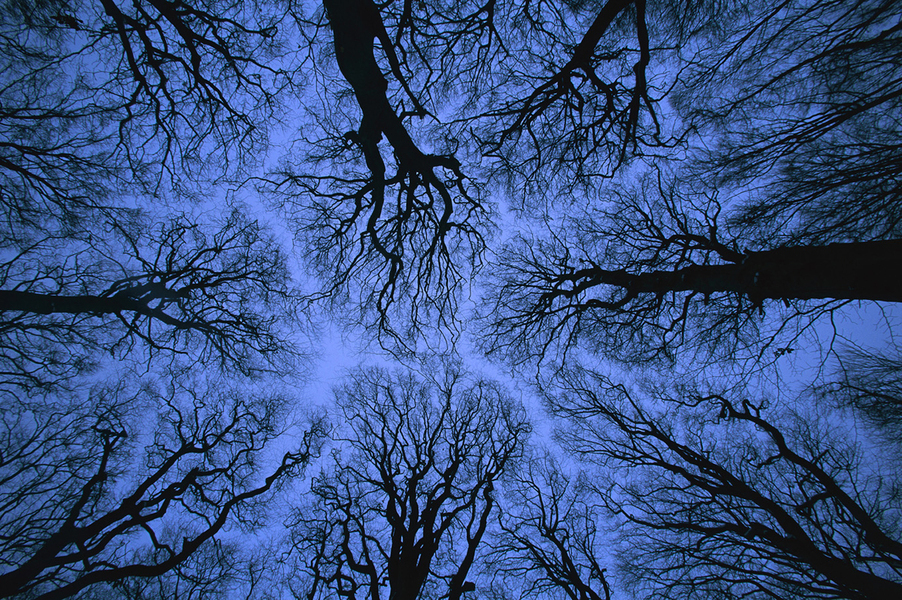 Chênes en hiver, Allemagne. La plupart des arbres des forêts des latitudes tempérées sont dites « à feuilles caduques ». Les arbres perdent leurs feuilles en automne et en retrouvent de nouvelles au printemps. 