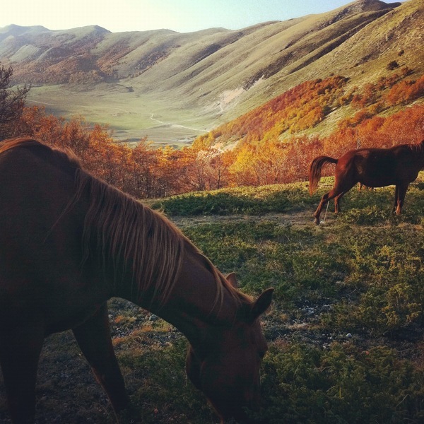 Chevaux à l'automne, Abruzzes - Italie
