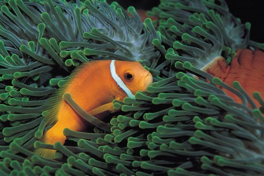 Circuit "Cabotage dans les Maldives" par Terres d'Aventure