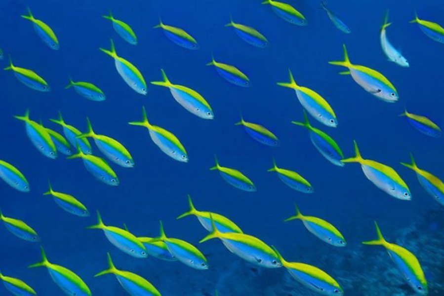 Circuit "Cabotage dans les Maldives" par Terres d'Aventure