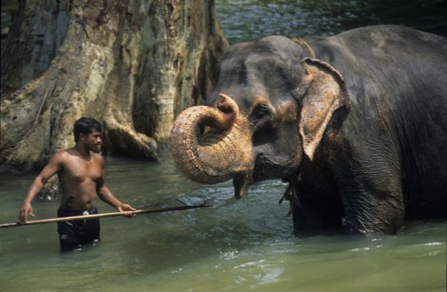 Circuit "Voyage en famille au Sri Lanka" par Voyageurs du Monde