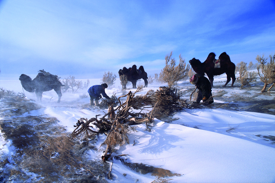 Collecte du bois, Mongolie. Ramasser du bois s’avère vital pour les nomades de Mongolie, car il permet de se chauffer et de cuisiner tout en gardant la liberté de se déplacer.