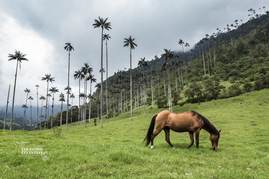 Colombie