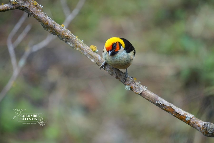 Colombie