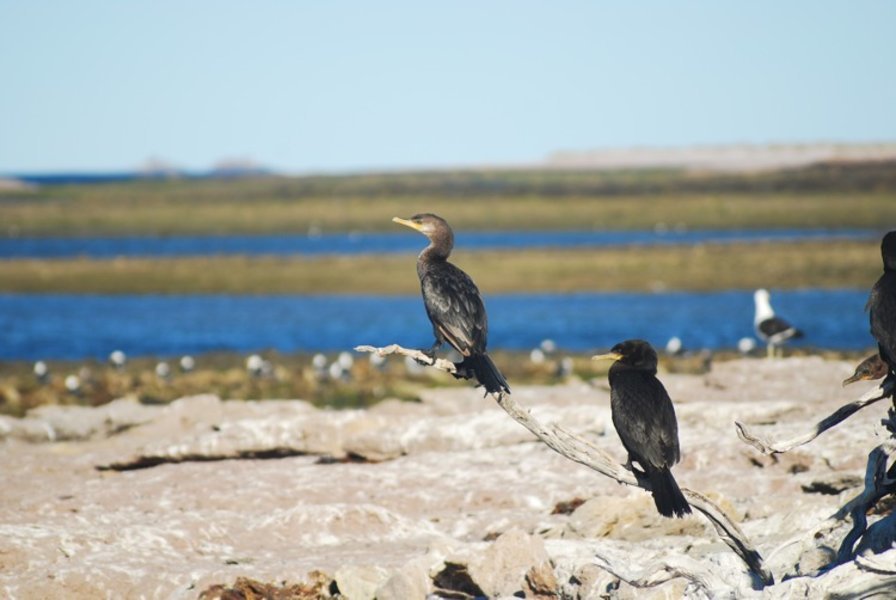 Comoran - Bahia Bustamante