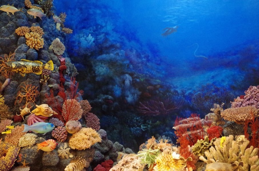 Corail net
