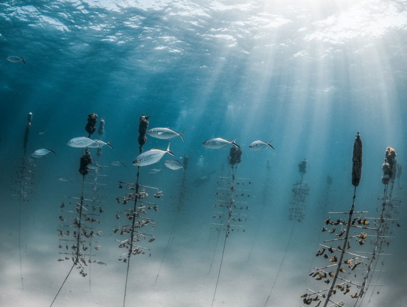 Coral Restoration Foundation et Rainbow Reef : plonger pour la préservation des coraux en Floride