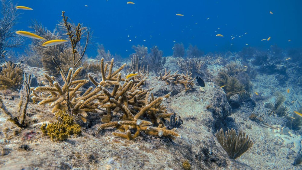 Coral Restoration Foundation et Rainbow Reef : plonger pour la préservation des coraux en Floride