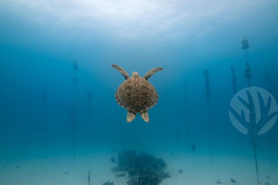 Coral Restoration Foundation et Rainbow Reef : plonger pour la préservation des coraux en Floride
