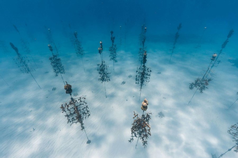Coral Restoration Foundation et Rainbow Reef : plonger pour la préservation des coraux en Floride
