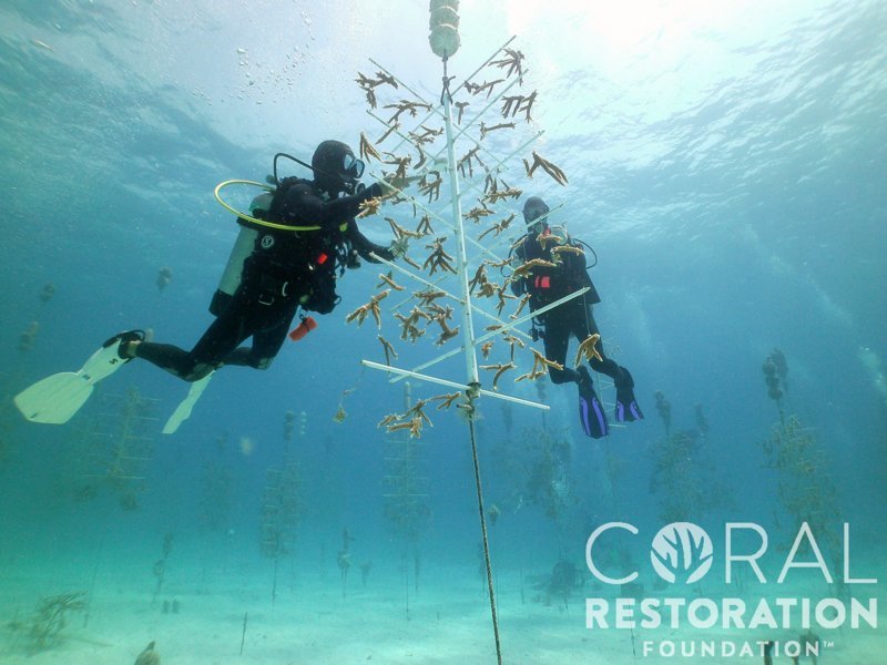 Coral Restoration Foundation et Rainbow Reef : plonger pour la préservation des coraux en Floride