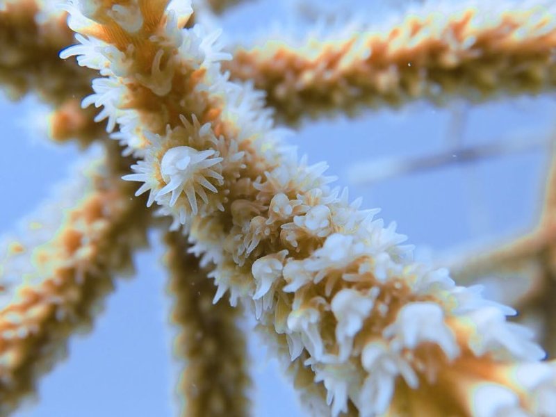 Coral Restoration Foundation et Rainbow Reef : plonger pour la préservation des coraux en Floride