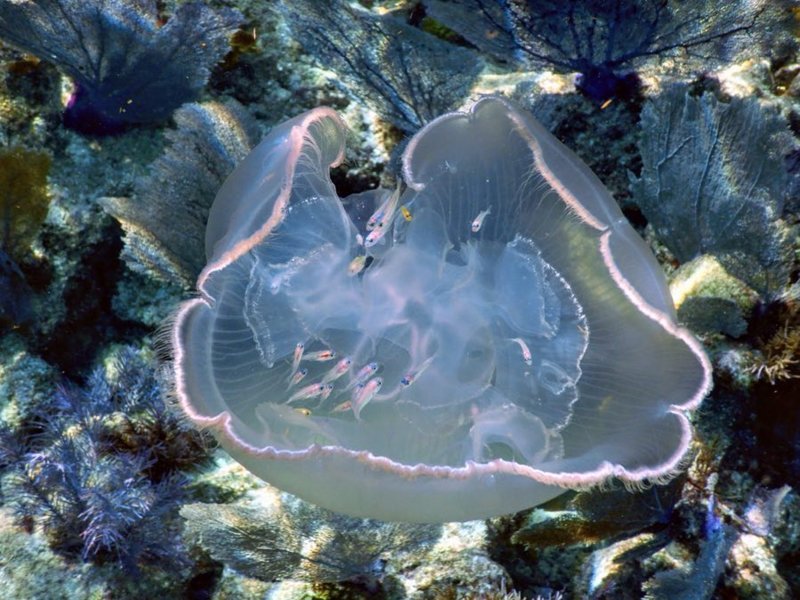 Coral Restoration Foundation et Rainbow Reef : plonger pour la préservation des coraux en Floride