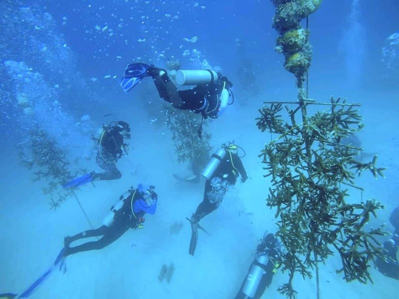 Coral Restoration Foundation et Rainbow Reef : plonger pour la préservation des coraux en Floride
