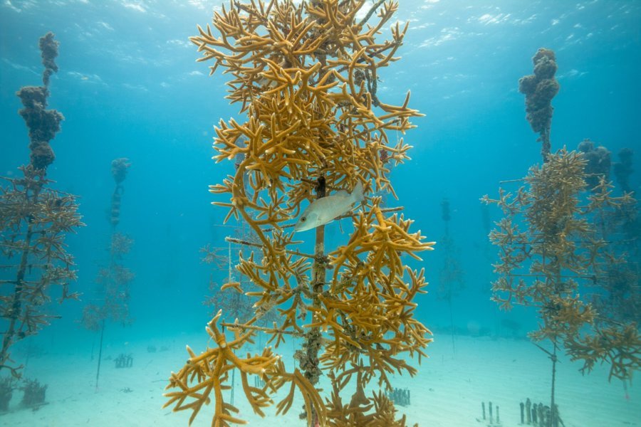 Coral Restoration Foundation et Rainbow Reef : plonger pour la préservation des coraux en Floride