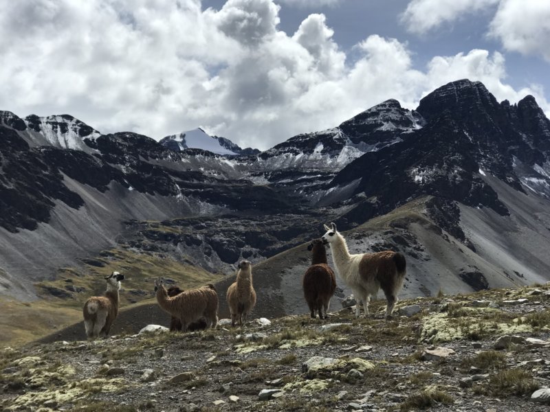 Lamas Cordillère Royale