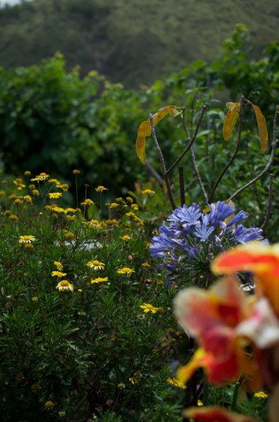 Côté jardin - Le Tapacala, maison d'hôtes à Ilet à Cordes - La Réunion