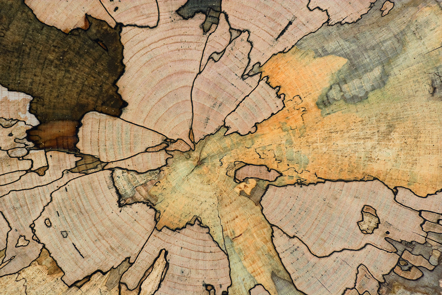 Coupe d’un tronc de hêtre atteint d’une maladie, Allemagne. La bonne gestion d’une forêt implique parfois de couper un arbre en raison de sa mauvaise santé.
