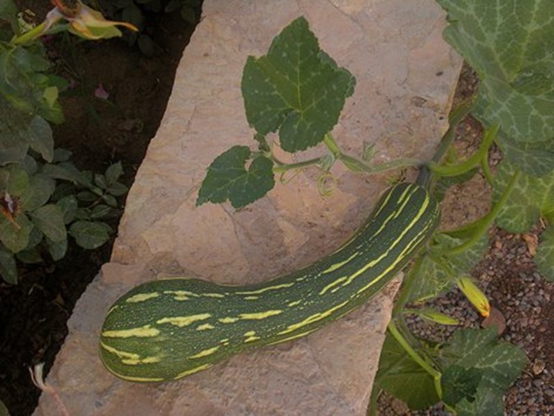 Courge