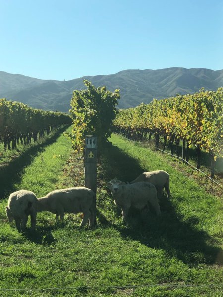 Dans les vignes de Marlborough - Nouvelle-Zélande