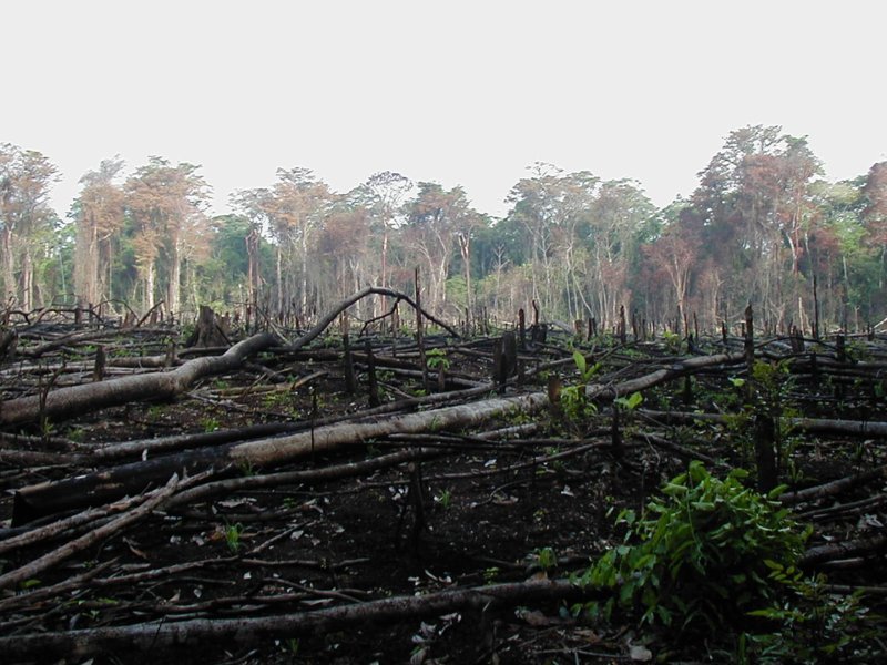Déforestation