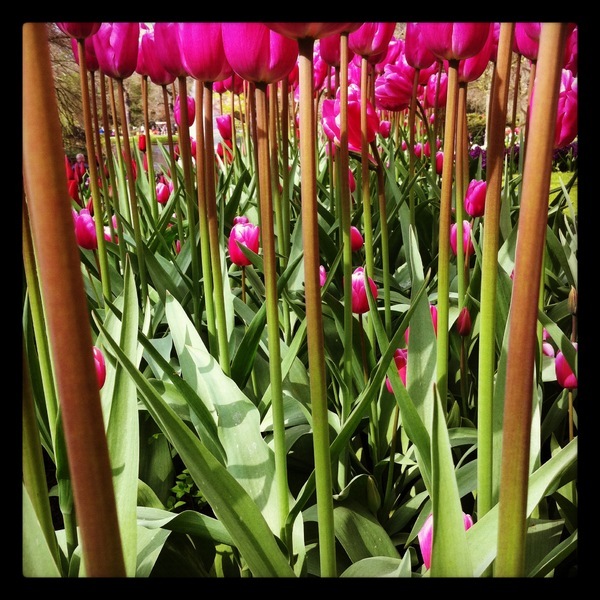 Des tiges bien droites et des corolles altières, Parc du Keukenhof - Lisse, Pays-Bas