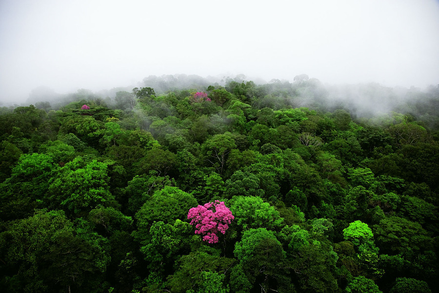 Ébène rose sur la montagne de Kaw, Guyane. Cet arbre, que l’on rencontre dans les forêts tropicales humides du Mexique à l’Argentine, perd d’abord toutes ses feuilles avant de fleurir de manière spectaculaire.