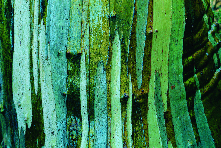 Écorce d’un eucalyptus, Australie. L’écorce de certains eucalyptus peut prendre une multitude de couleurs : bleu, vert, marron, jaune, orange, ou encore violet.