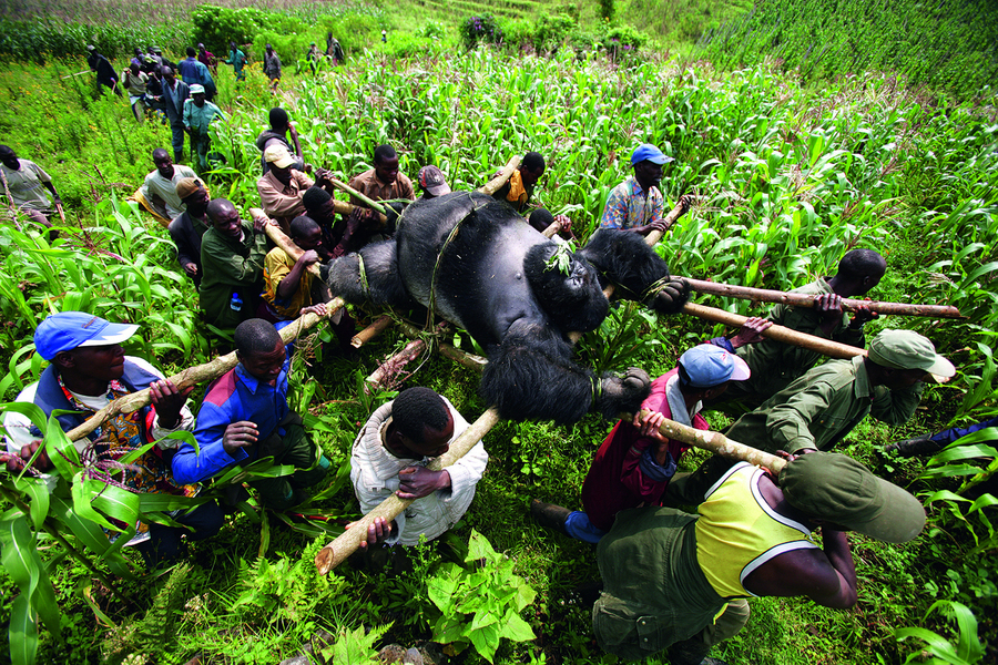 Évacuation d’un gorille tué par balles en 2007, République démocratique du Congo. Menacés par la guerre et le braconnage, une quinzaine de gorilles de montagne ont été évacués en 2010 pour être réinstallés loin des zones de conflit.