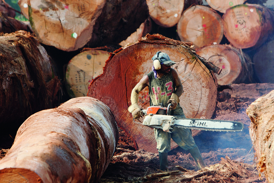 Exploitation forestière, Cameroun. En termes d’essences à valeur commerciale, les forêts du Cameroun font partie des plus riches d’Afrique, augmentant ainsi les risques de trafic du bois.