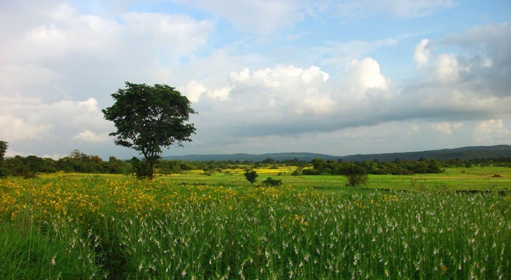 Farm of Happiness