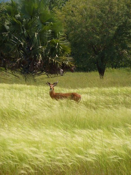 Faune du Bénin, du Togo et du Ghana par l'association SAKADO