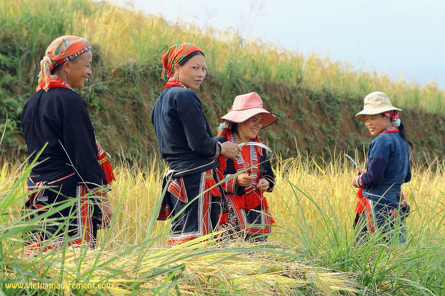 Femmes Dao Rouge pendant la récolte du riz - A la découverte du Vietnam hors des sentiers battus avec l'agence "Vietnam Autrement"