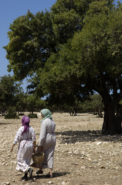 Femmes marocaines occupées à la cueillette des fruits d'argan, Coopérative Ajddigue, commune de Tidzi, Maroc