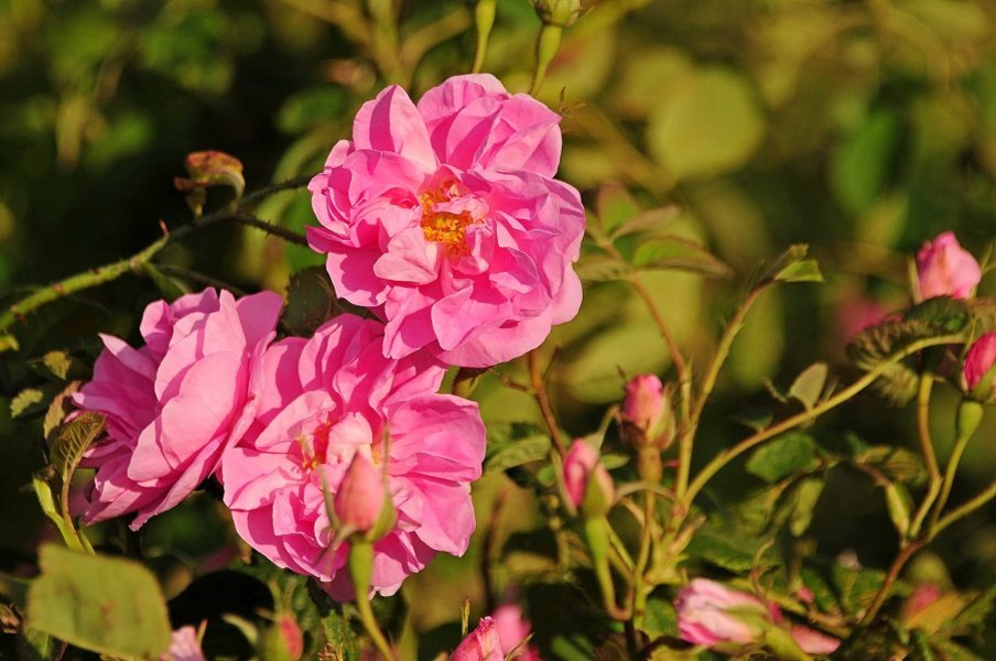 Festival des roses de Karlovo - Bulgarie