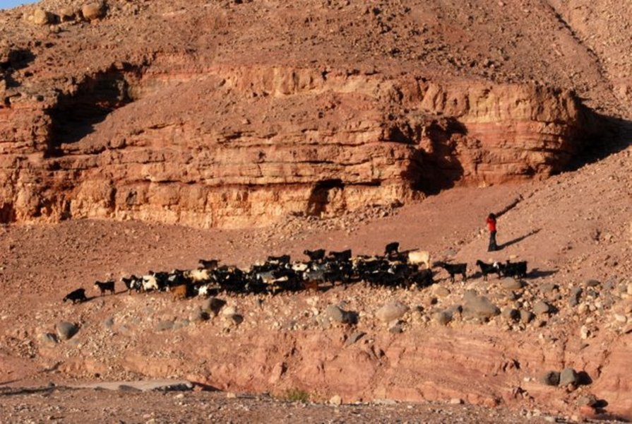 Feynan Ecolodge, Jordanie