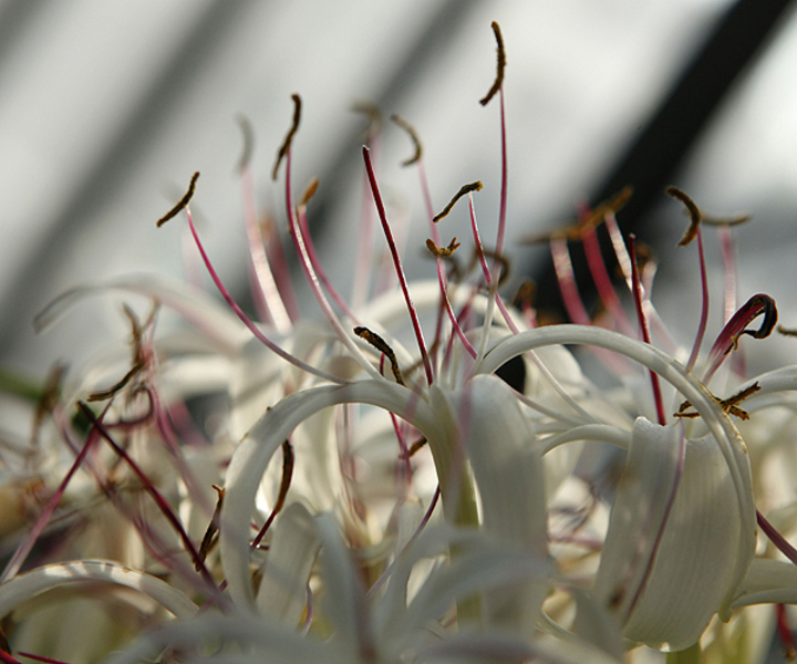 Flore à l'intérieur des serres